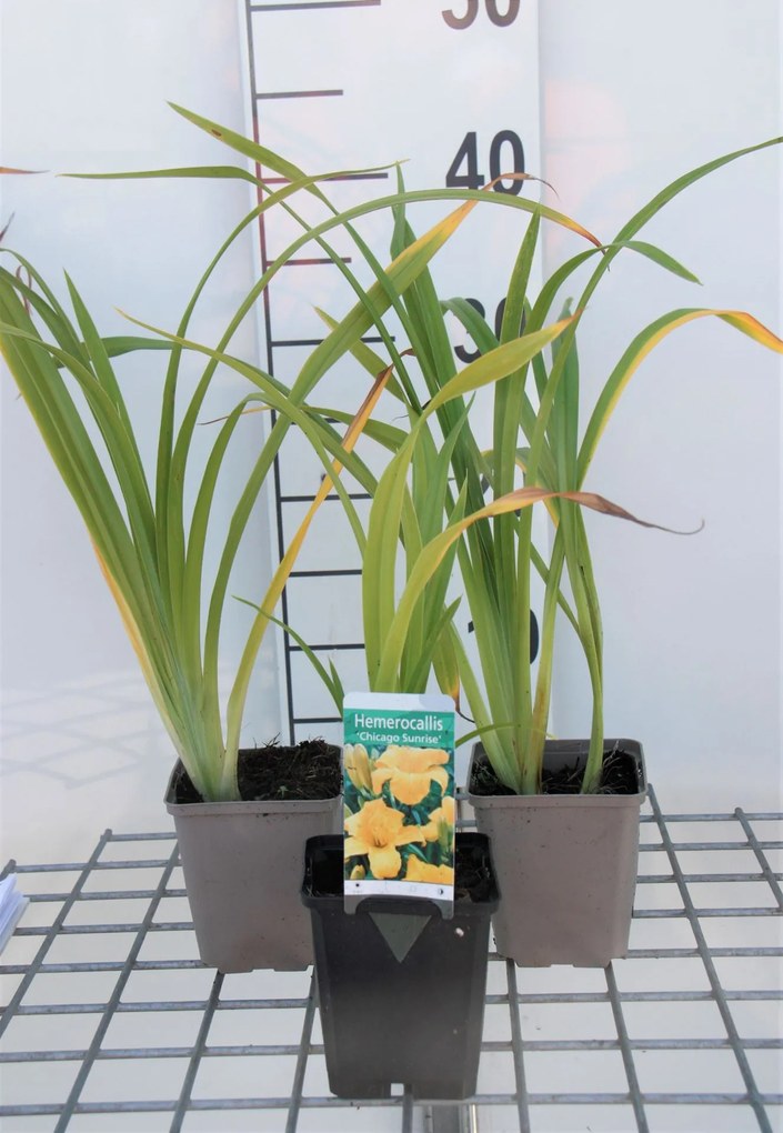 Hemerocallis 'Chicago Sunrise' - pot 9x9 cm