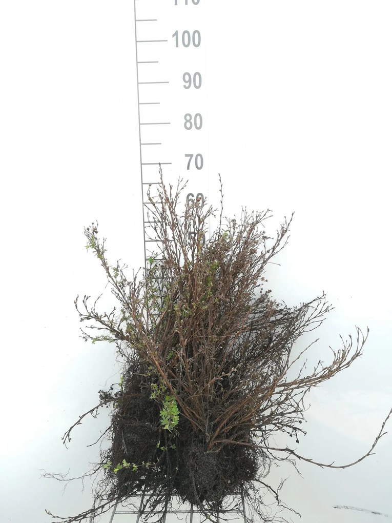 Potentilla fruticosa 'Abbotswood' - blote wortel - 30-40 cm