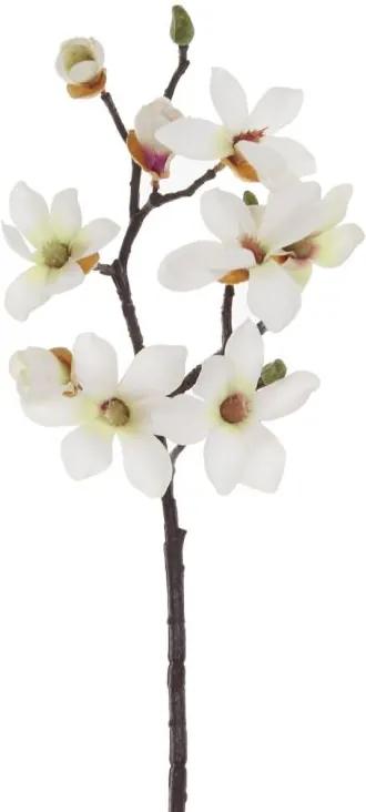 Magnolia Wit. 40 cm. kleine bloemen