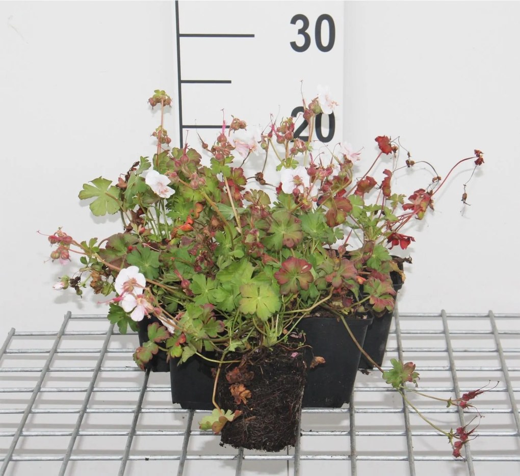 Geranium x cantabrigiense 'St Ola' - pot 9x9 cm -