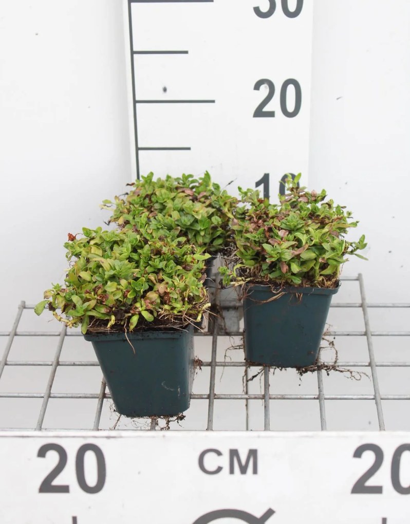 Mentha cervina - pot 9x9 cm -
