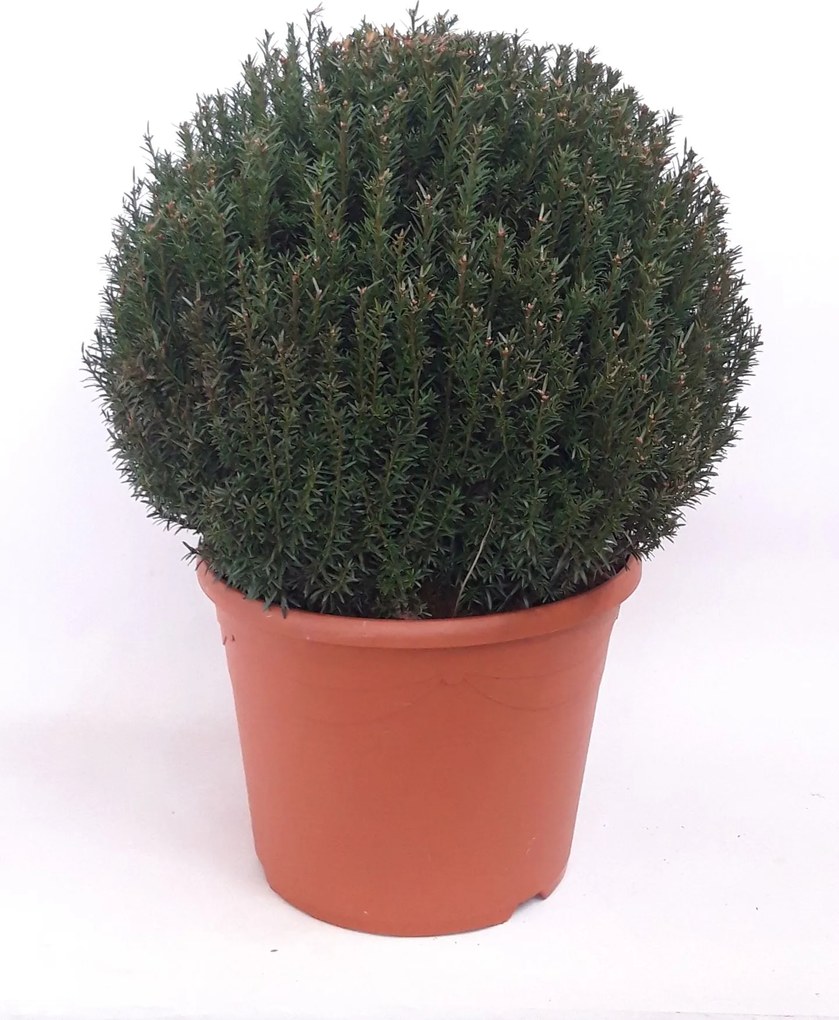 Taxus baccata - pot - bolvorm diameter 50+ cm