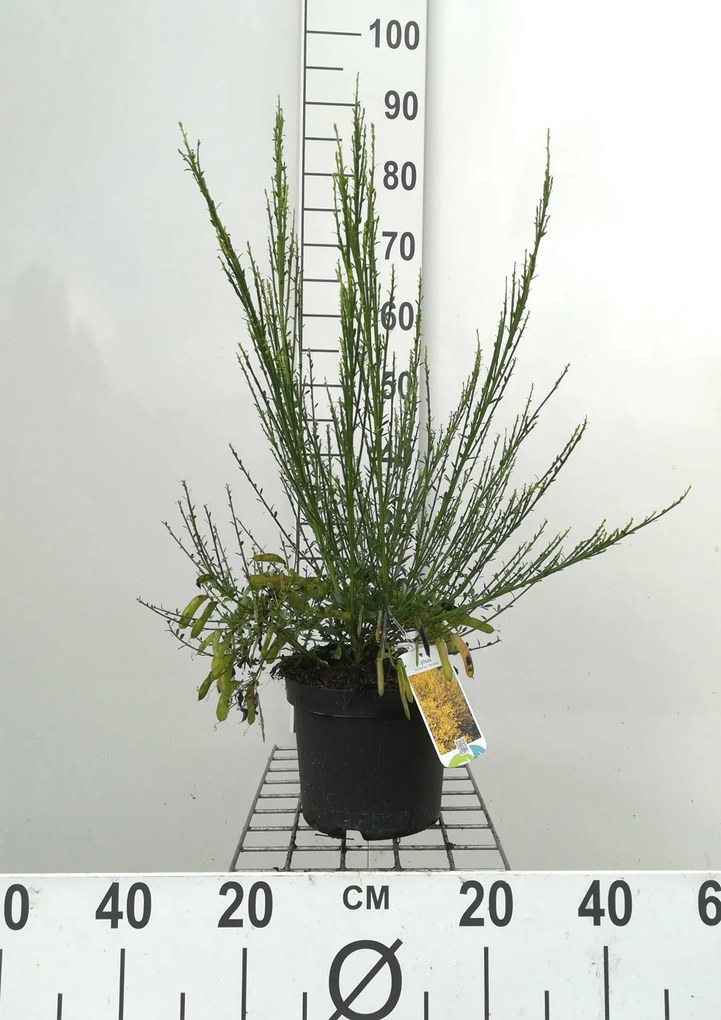 Cytisus scoparius 'Vanesse' - pot - 40-60 cm