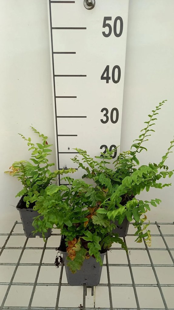 Polystichum acrostichoides - pot 9x9 cm