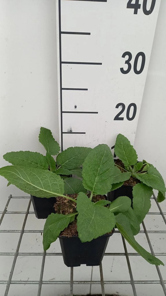 Salvia pratensis 'Swan Lake' - pot 9x9 cm