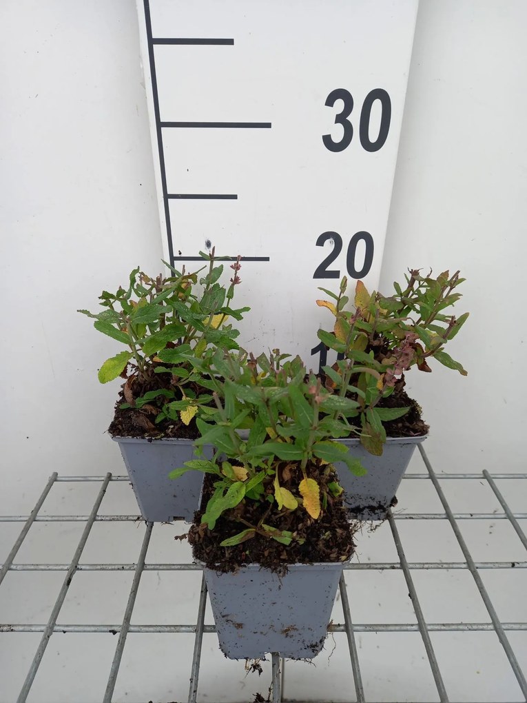 Salvia nemorosa'Florsalpi'(Sensation Medium Pink) - pot 9x9 cm