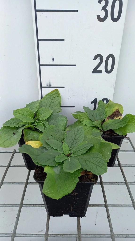 Verbascum phoeniceum 'Flush of White' - pot 9x9 cm
