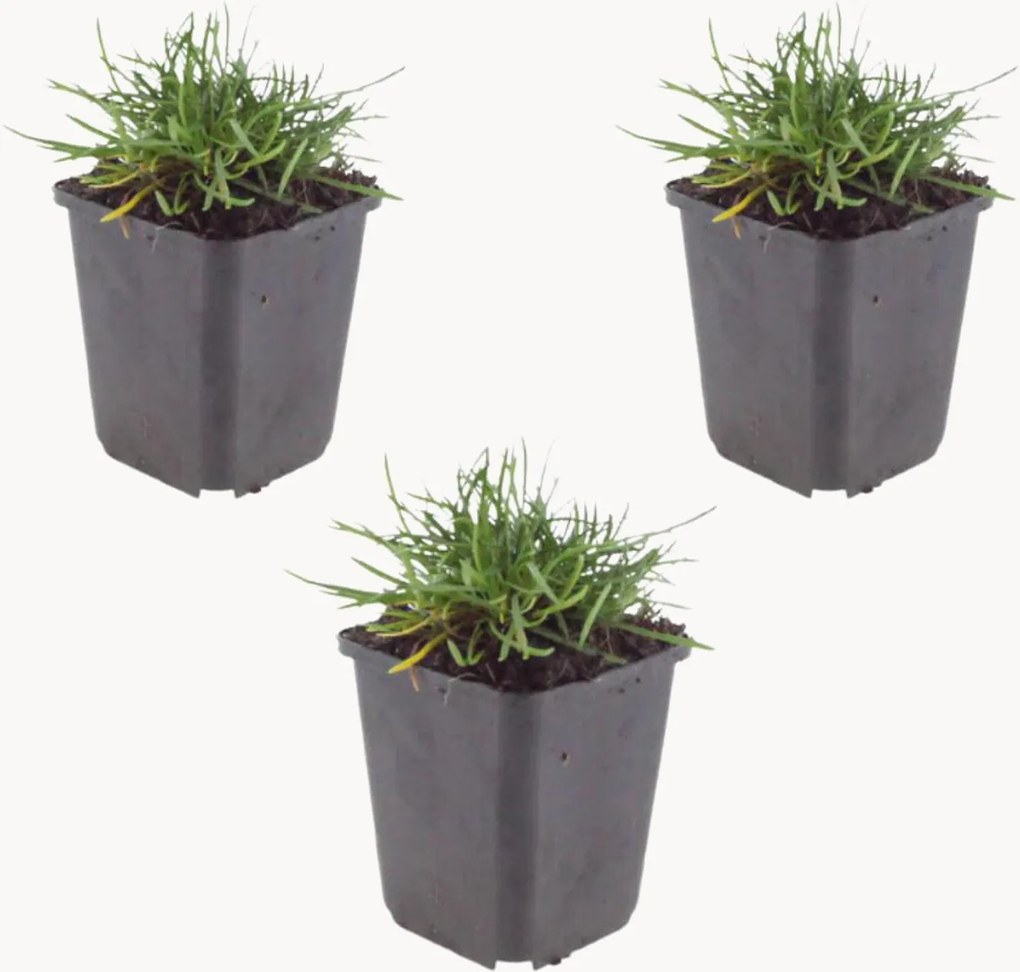 Planten Zeevonk Armeria maritima Splendens, 3-delig