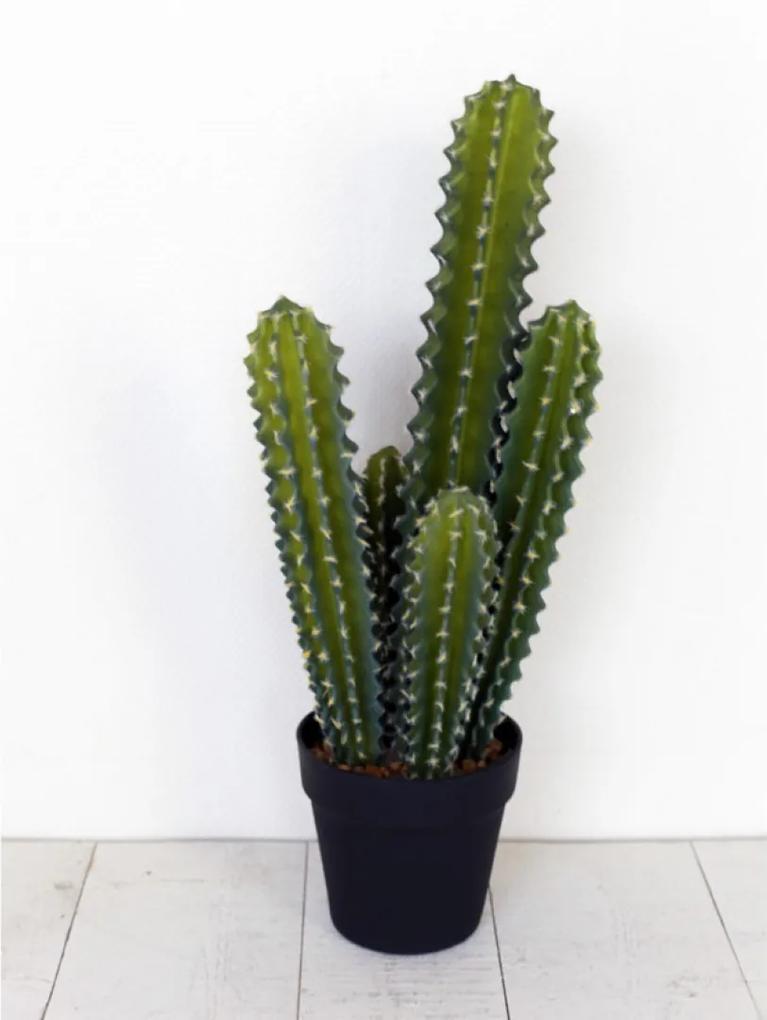 Cactus Mozart met pot