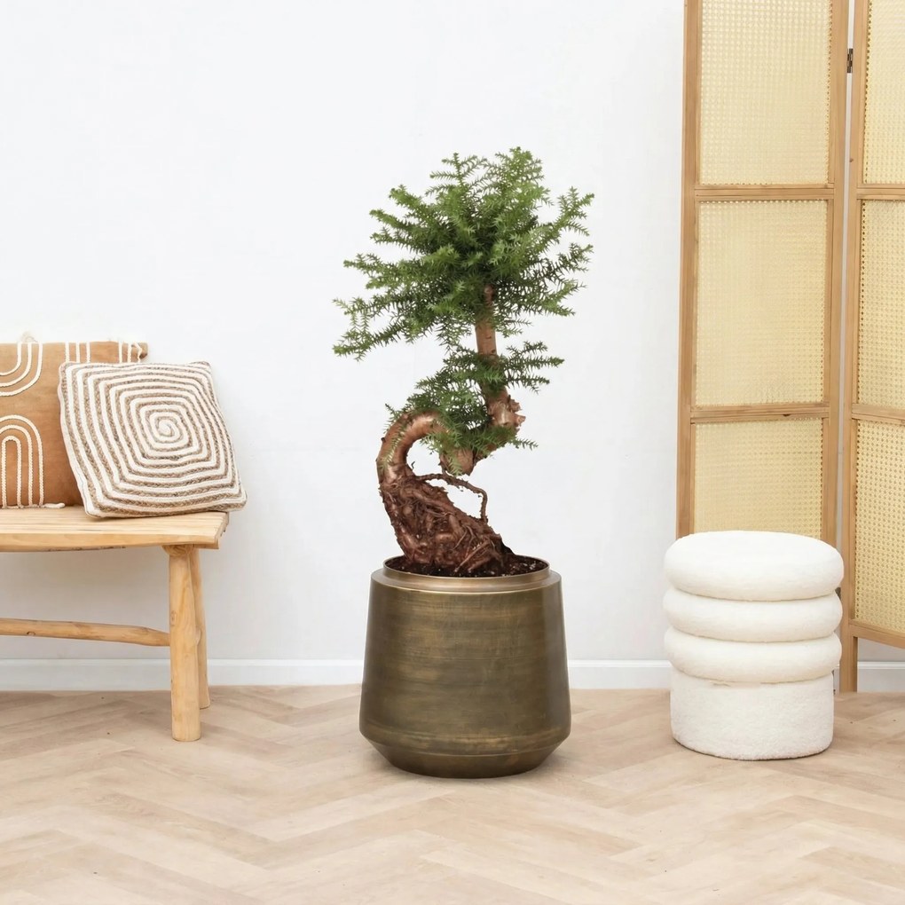 Araucaria Bidwillii bonsai S-vorm - 80cm
