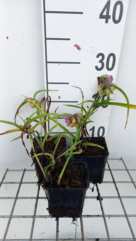 Tradescantia 'Rubra' - pot 9x9 cm