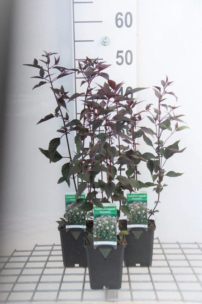 Eupatorium rugosum 'Chocolate' - pot 9x9 cm
