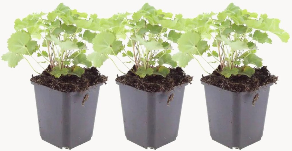 Planten Lady's Mantle Alchemilla Mollis, 3-delig