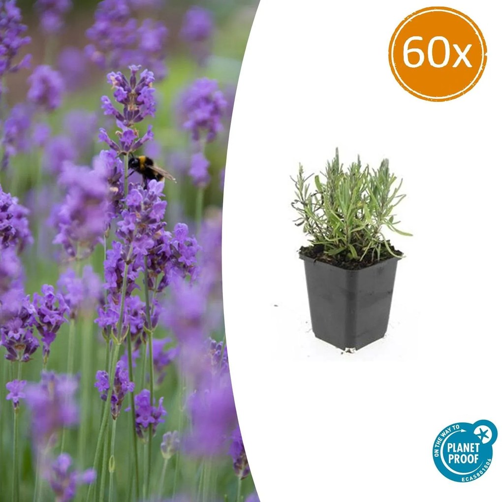 Lavandula ang 'Munstead' - 20cm