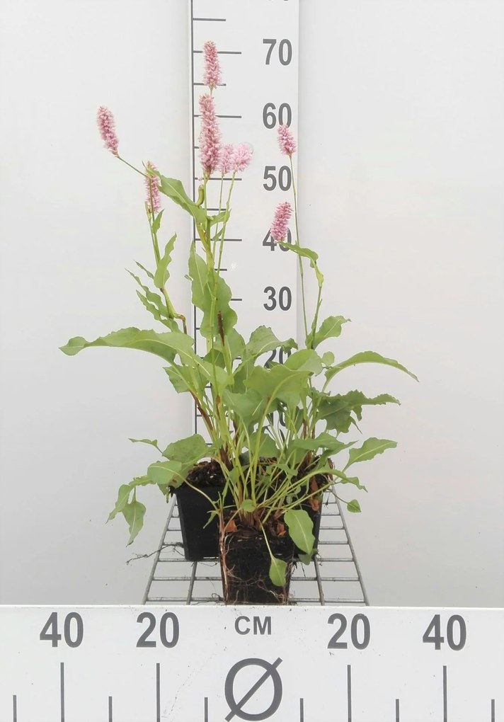 Persicaria bistorta 'Superba' - pot 9x9 cm -