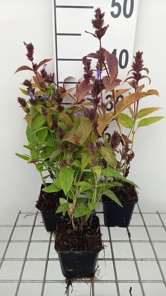 Nepeta subsessilis 'Laufen' - pot 9x9 cm