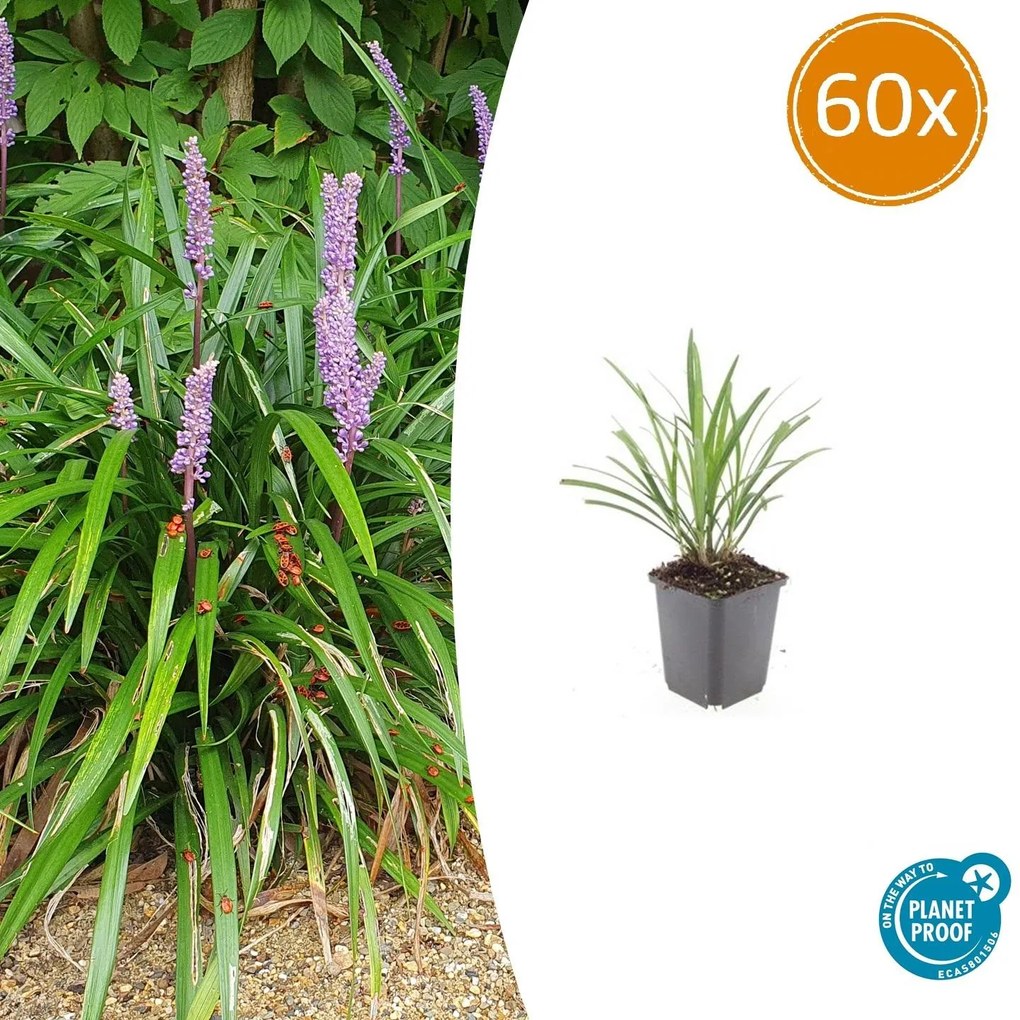 Liriope Muscari 'Ingwersen' - 20cm
