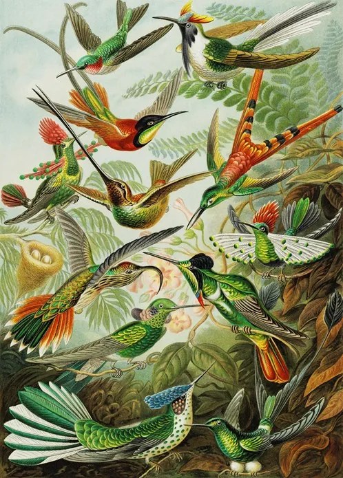 Ernst Haeckel . Hummingbirds