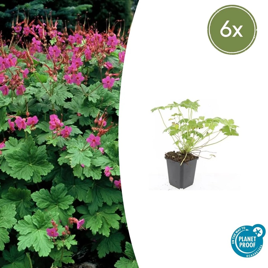 Geranium macrorrhizum 'Czakor' - 20cm