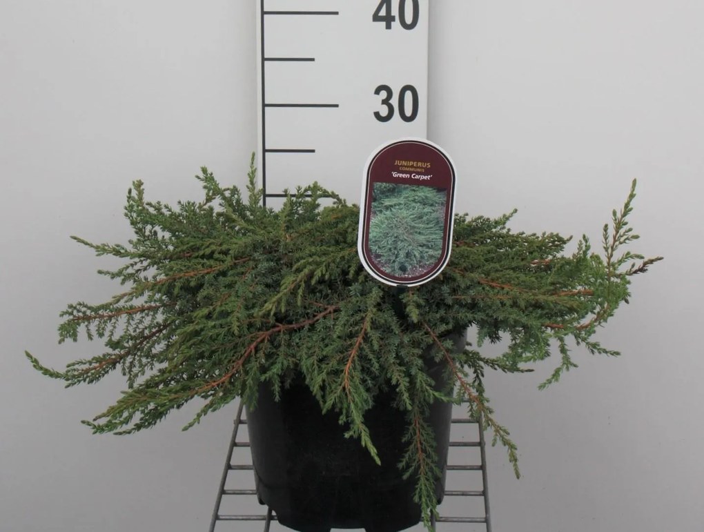 Juniperus communis 'Green Carpet' - pot - 25-30 cm