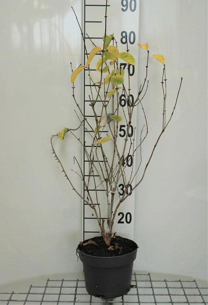 Lonicera tatarica 'Hack's Red' - pot - 40-60 cm