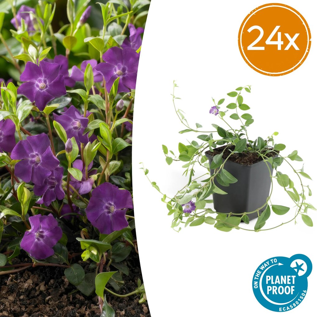 Vinca Minor 'Atropurpurea' - 20cm