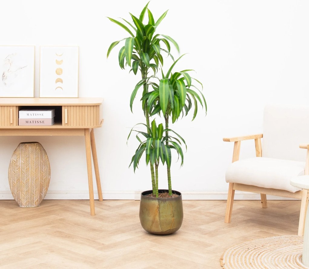 Dracaena Cintho - 200cm