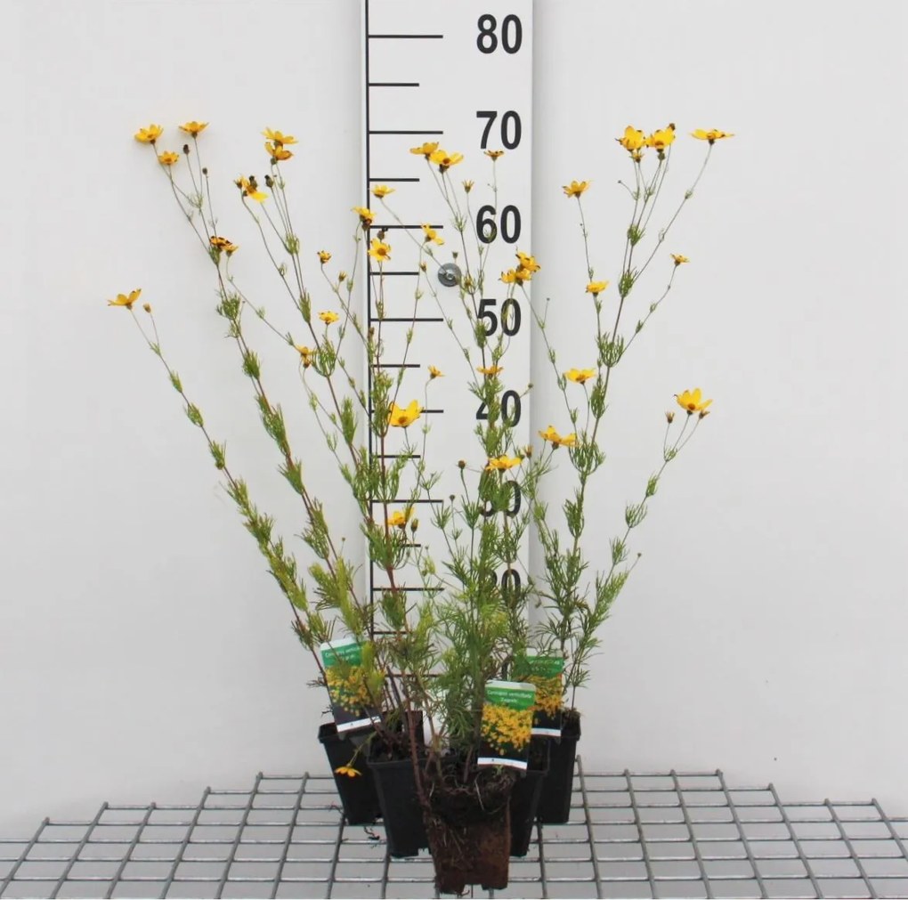 Coreopsis verticillata 'Zagreb' - pot 9x9 cm -