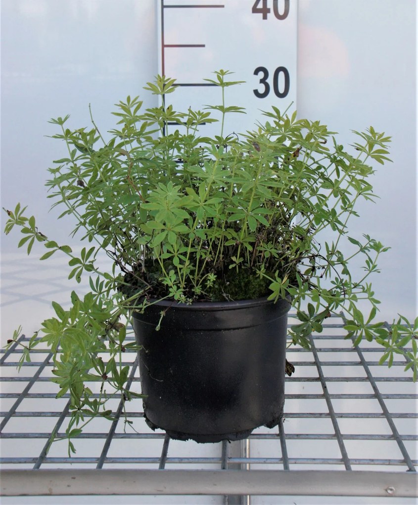 Onzelievevrouwebedstro - pot 2L cm (Galium odoratum) -