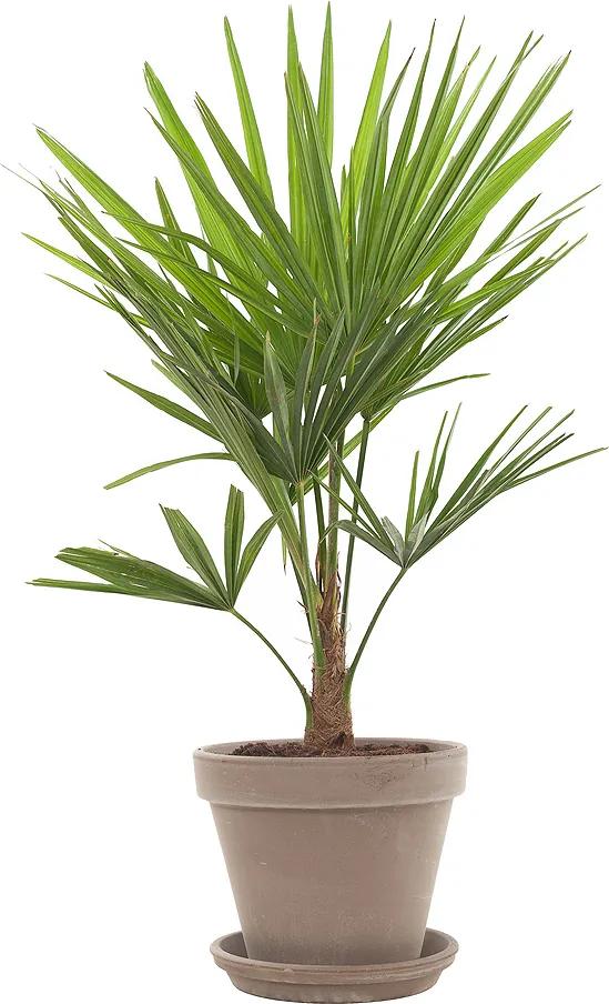 Chinese Hennep palm (Trachycarpus Fortunei) incl. taupe pot