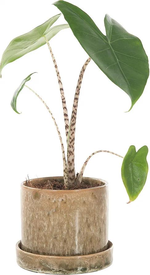 Alocasia Zebrina incl. 'Moss green' pot