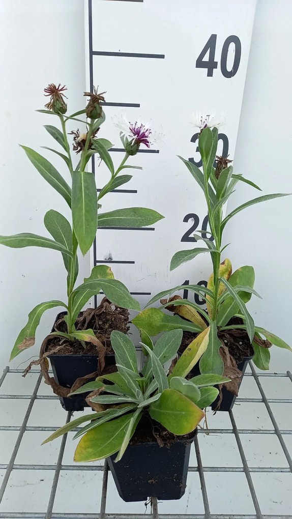 Centaurea montana 'Amethyst in Snow' - pot 9x9 cm