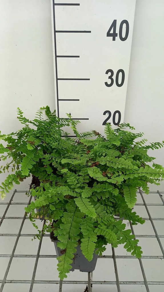 Adiantum pedatum - pot 9x9 cm -