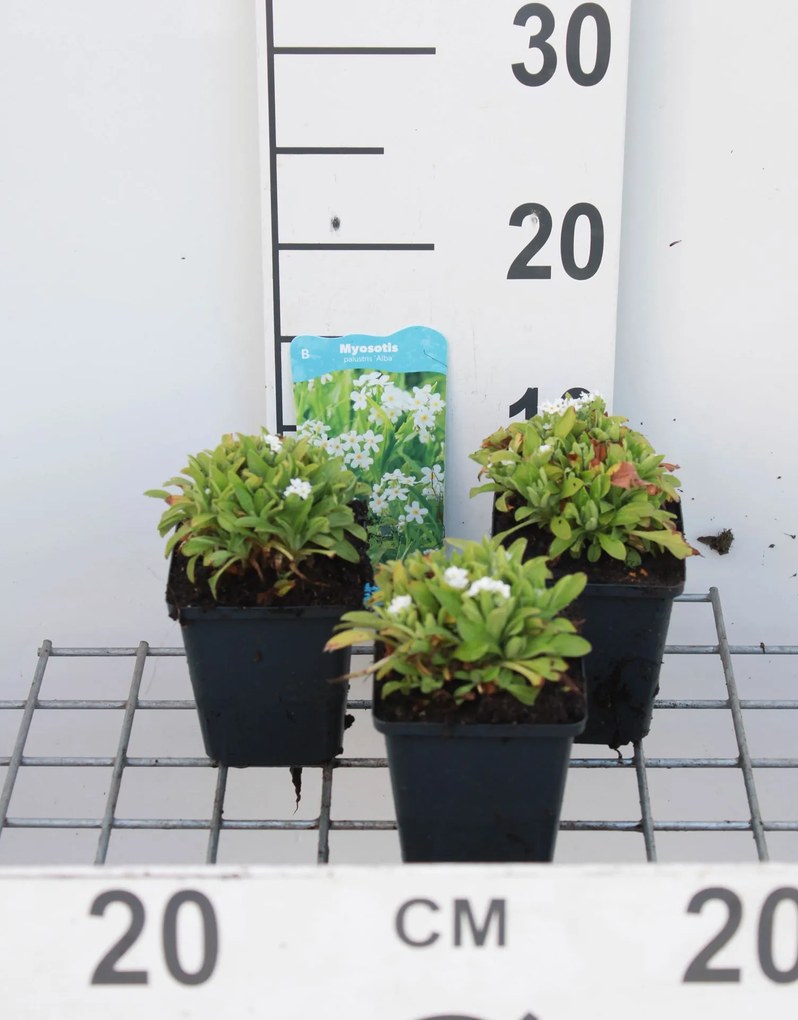 Myosotis palustris 'Ice Pearl' - pot 9x9 cm