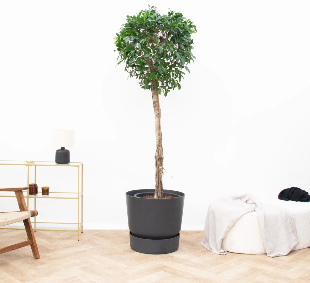 Ficus Nitida op stam - 220cm