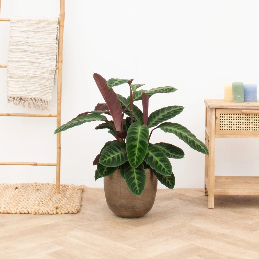 Calathea Warscewiczii - 80 cm