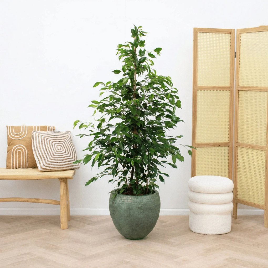 Ficus Benjamina Exotica - 140cm