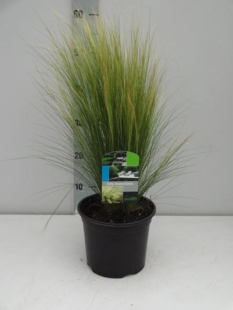 Stipa tenuifolia - pot 3L -