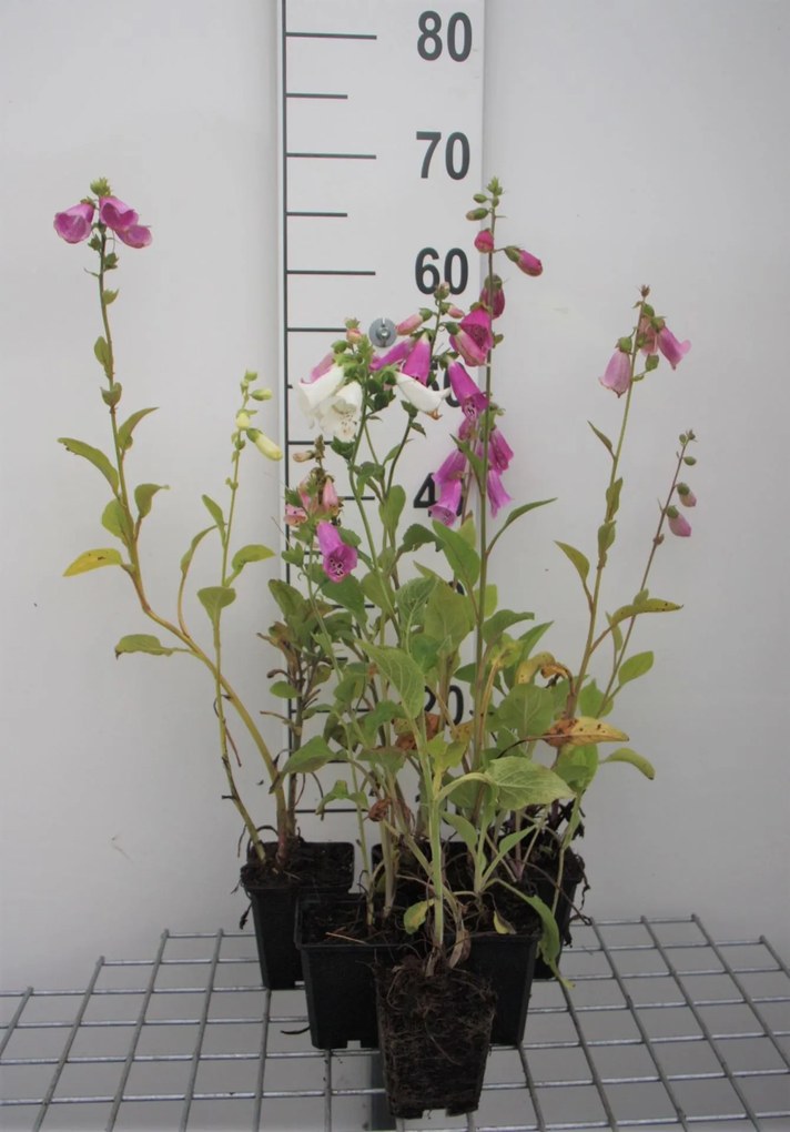 Digitalis purpurea 'Gloxiniiflora' - pot 9x9 cm -