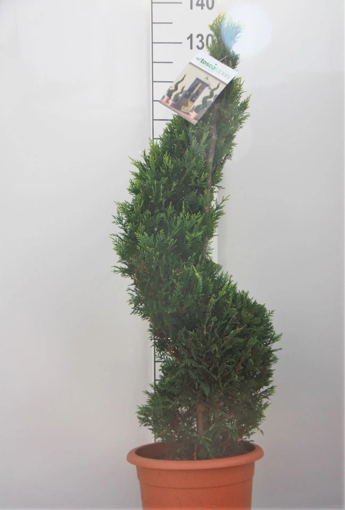 x Cupressocyparis leylandii 'Castlewellan' - pot 14L - 100-125 cm - spiraalvorm