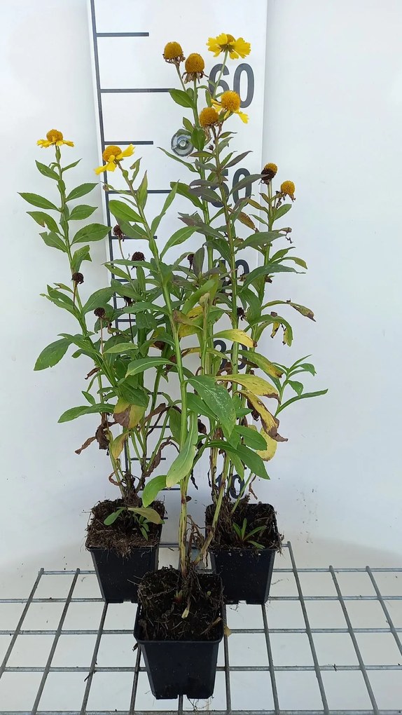 Helenium 'Kanaria' - pot 9x9 cm -