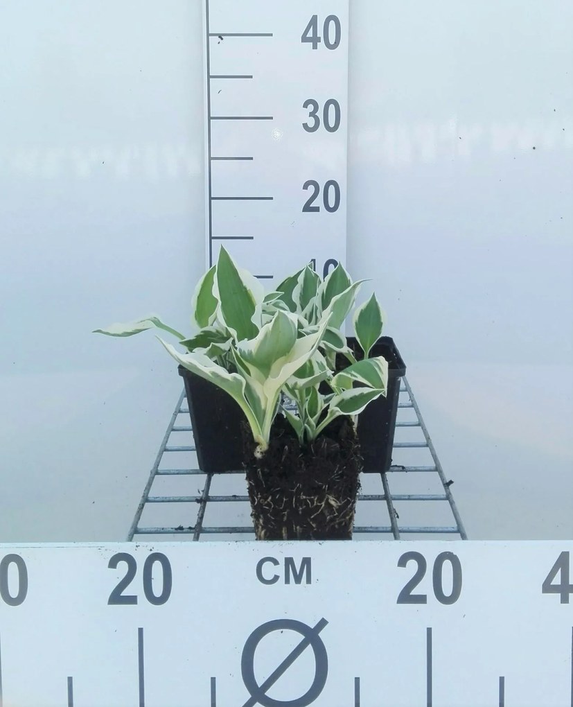 Hosta 'Patriot' - pot 9x9 cm