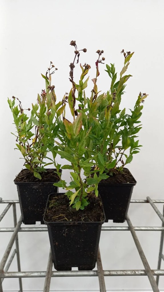 Kalimeris incisa 'Blue Star' - pot 9x9 cm -