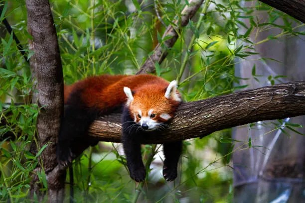 Foto Red panda, Marianne Purdie