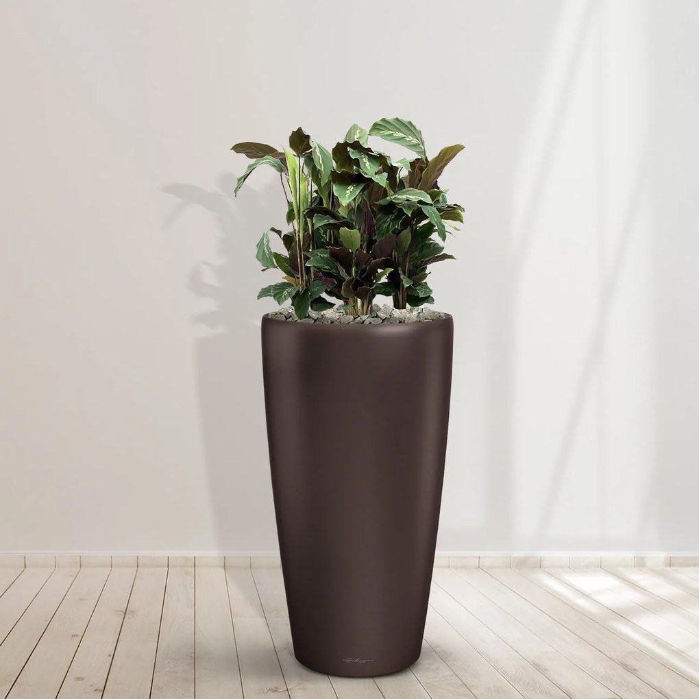 Combideal - Calathea Maui Queen inclusief zelfwaterende pot Angel Espresso M -100cm
