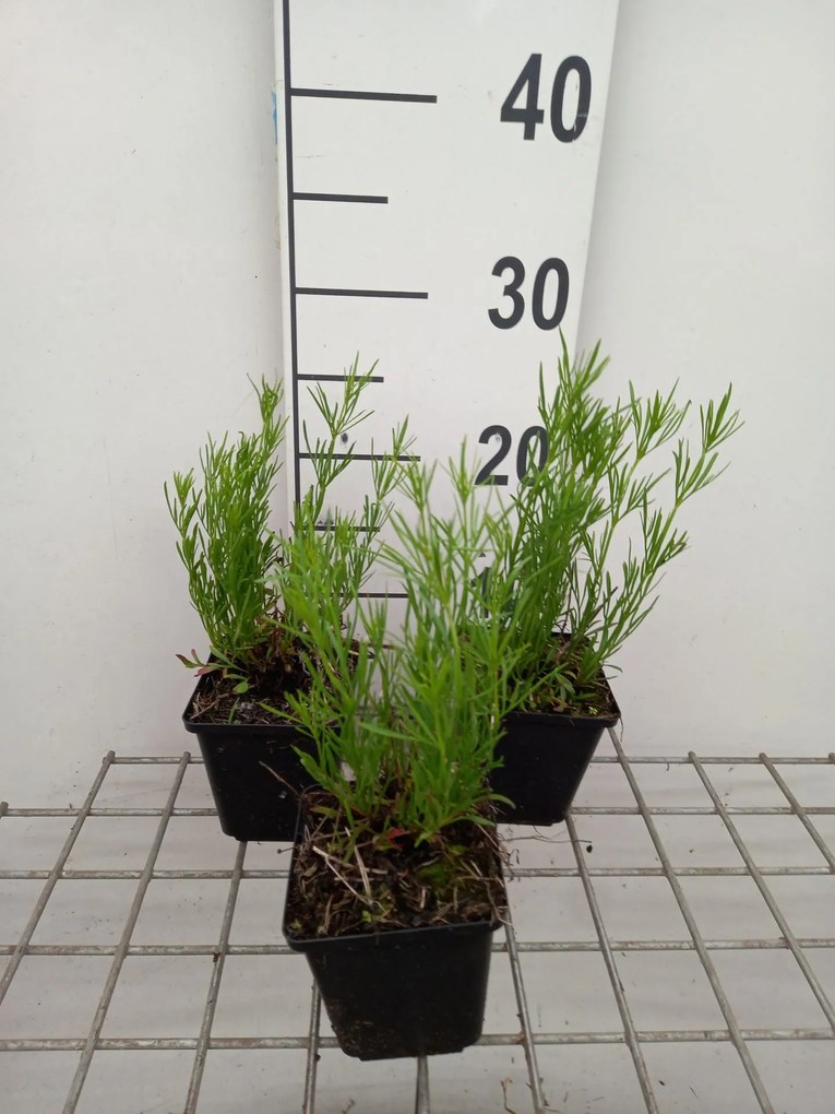 Coreopsis 'Madras Magic' - pot 9x9 cm