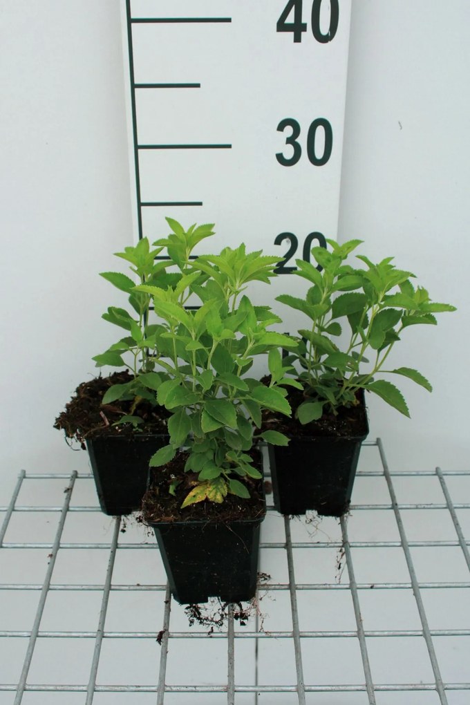 Veronica longifolia 'Schneeriesin' - pot 9x9 cm -