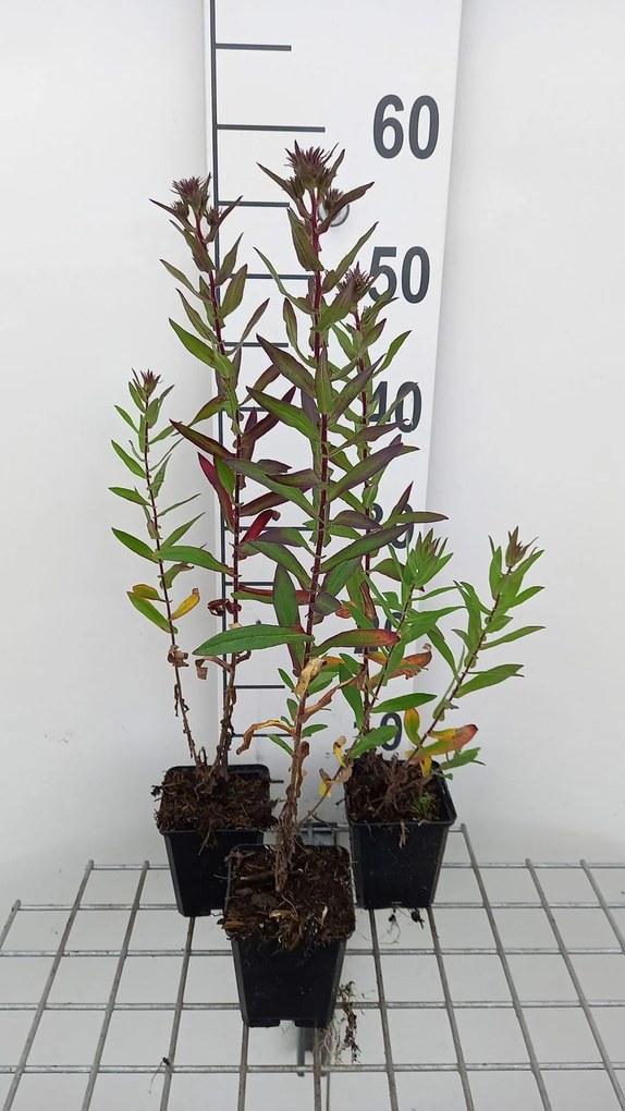Aster novae-angliae 'Septemberrubin' (September Ruby) - pot 9x9 cm -