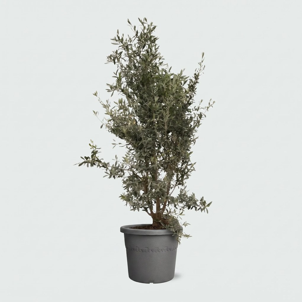 Olea Europaea olijf struik - 160cm