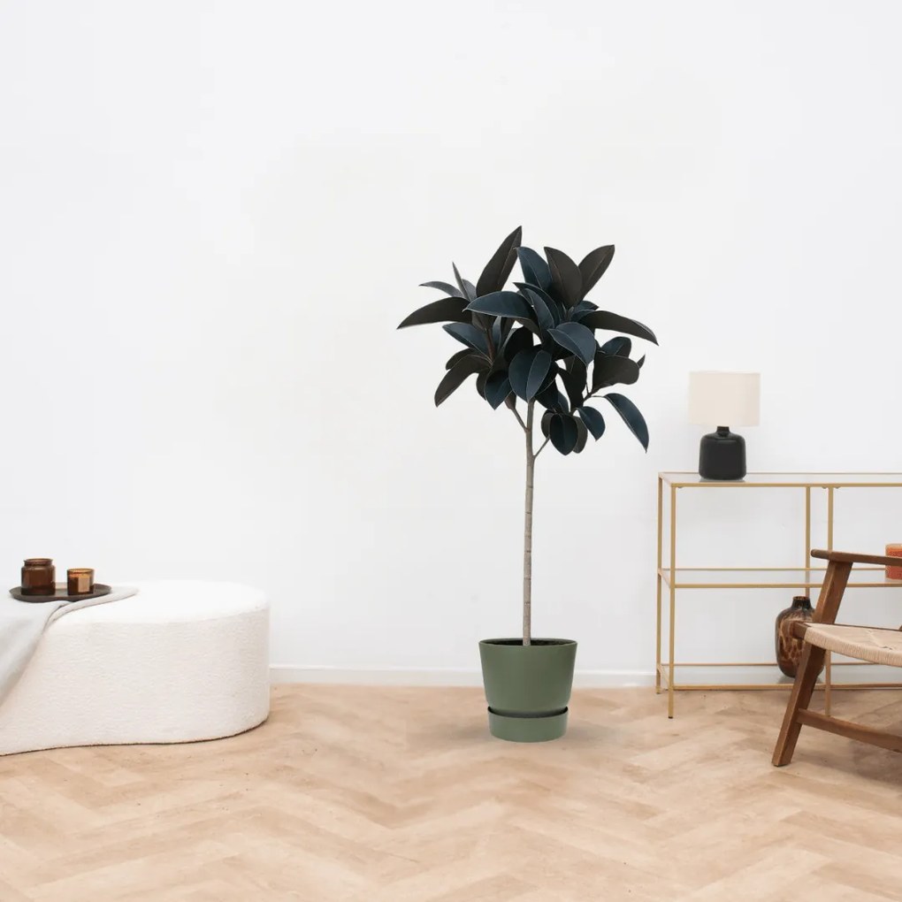 Ficus Elastica Abidjan stam - 150cm